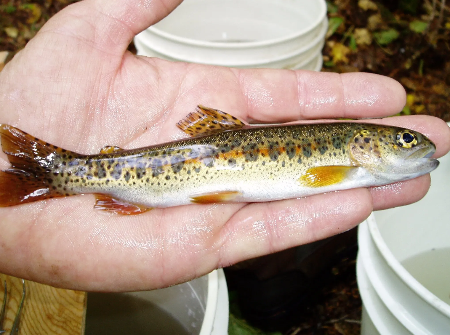 A small, speckled trout with orange and yellow fins rests in a person’s wet palm. The fish has dark spots along its olive-green back and a faint orange stripe along its side. White plastic buckets filled with water are visible in the background outdoors.